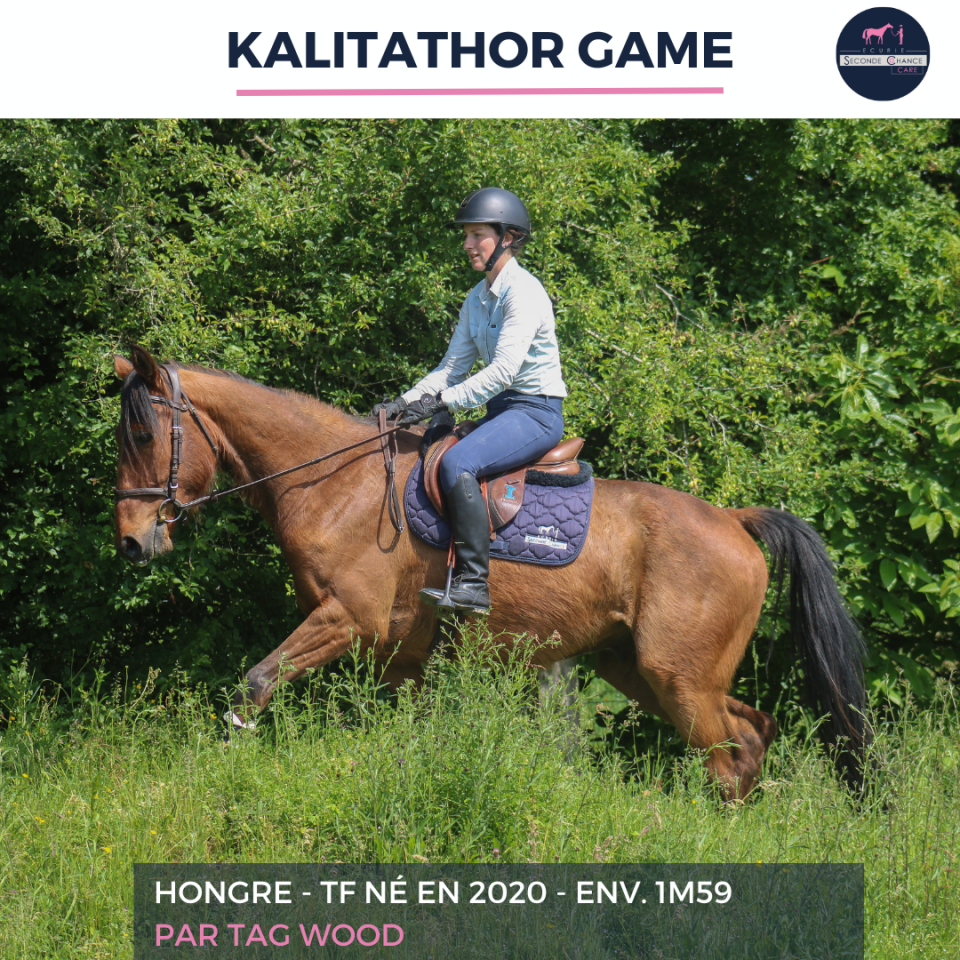 Ruin Franse draver  Te koop 2020 Donker bruin / bai