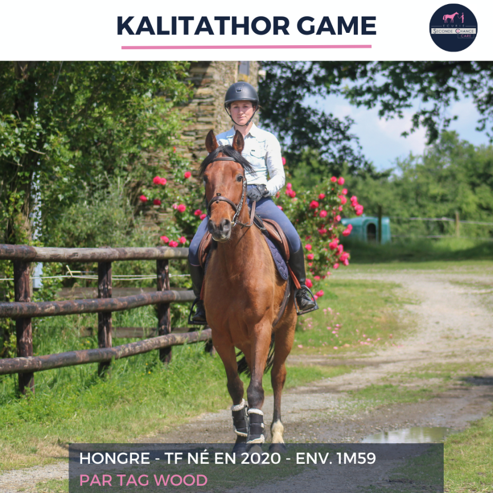 Ruin Franse draver  Te koop 2020 Donker bruin / bai