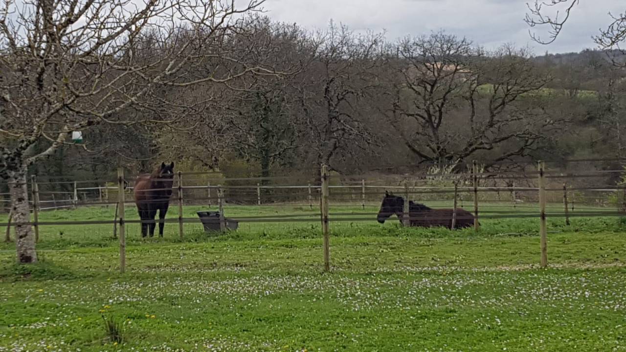 Mooi hippisch vastgoed Koop Gironde