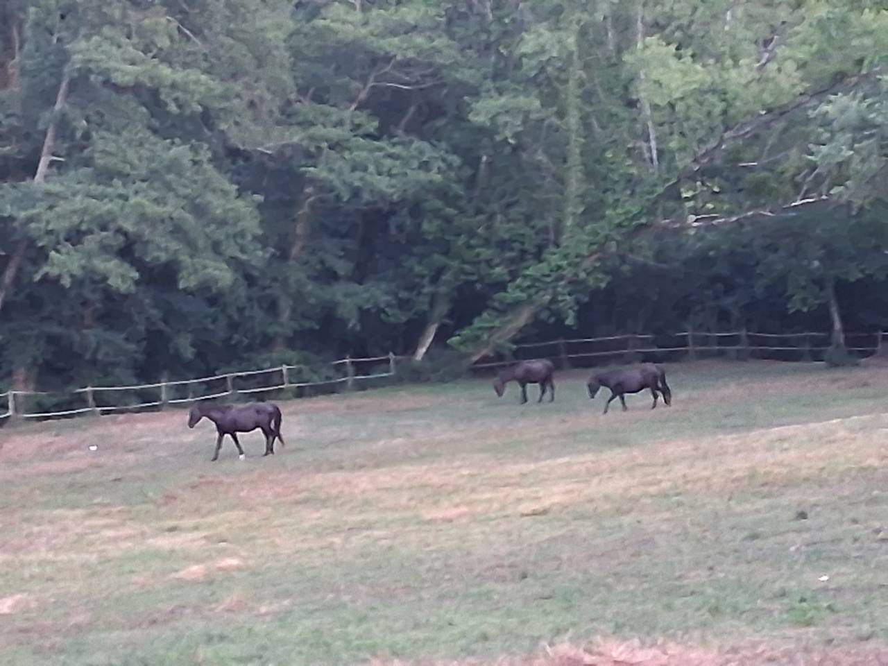Mooi hippisch vastgoed Koop Gironde