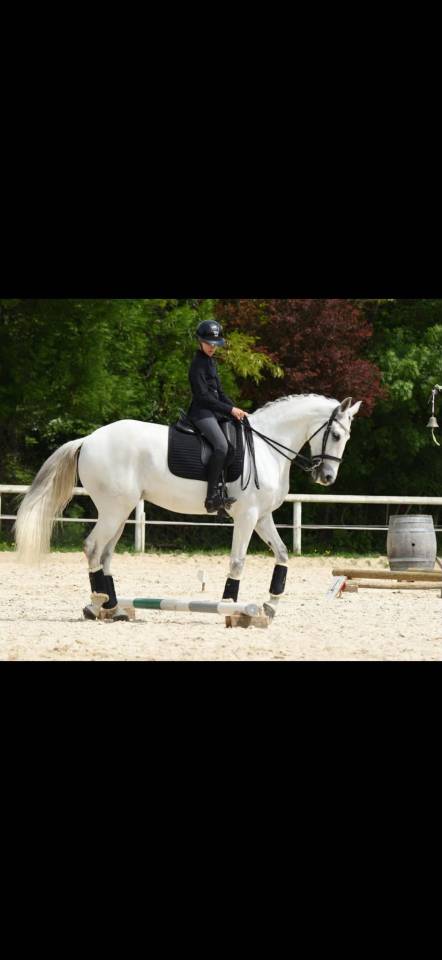 Ruin Lusitano Te koop 2012 Schimmel