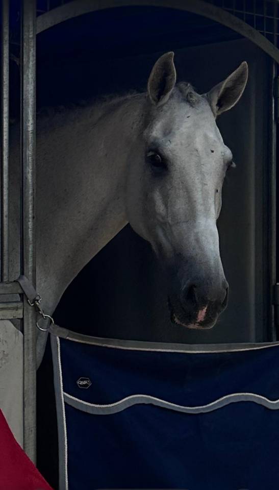 Ruin Lusitano Te koop 2012 Schimmel