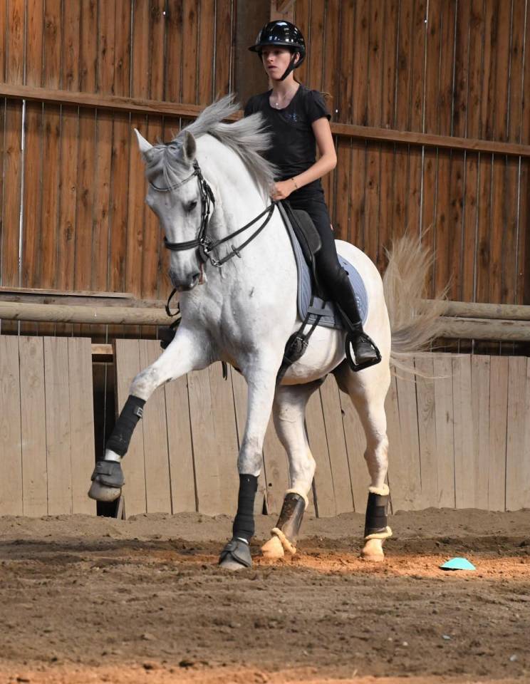 Ruin Lusitano Te koop 2012 Schimmel