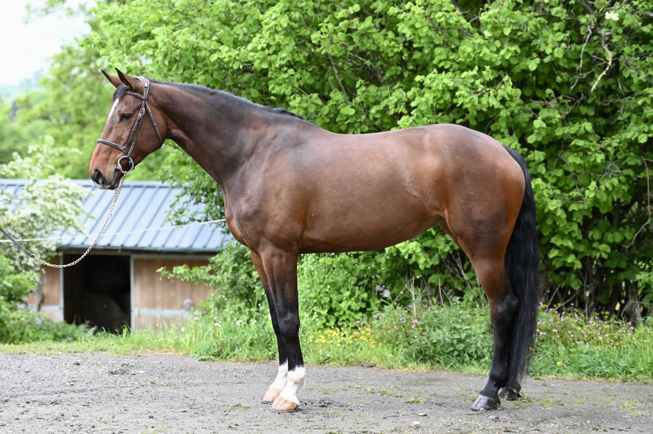 Merrie Zangersheide Te koop 2018 Donker bruin / bai ,  RICHEBOURG