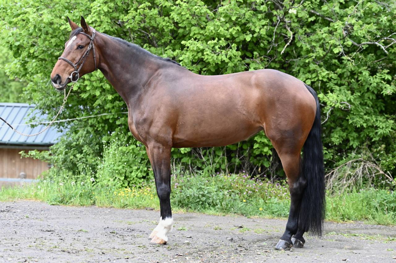 Merrie Zangersheide Te koop 2018 Donker bruin / bai ,  RICHEBOURG