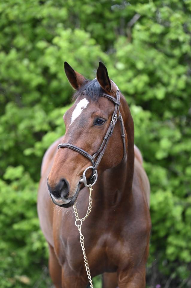 Merrie Zangersheide Te koop 2018 Donker bruin / bai ,  RICHEBOURG