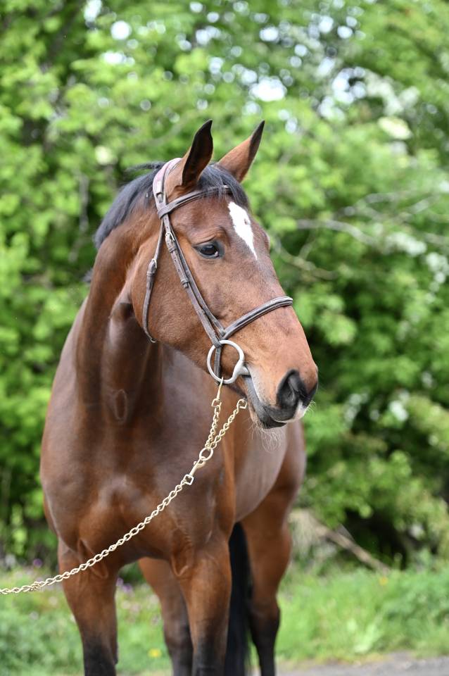 Merrie Zangersheide Te koop 2018 Donker bruin / bai ,  RICHEBOURG