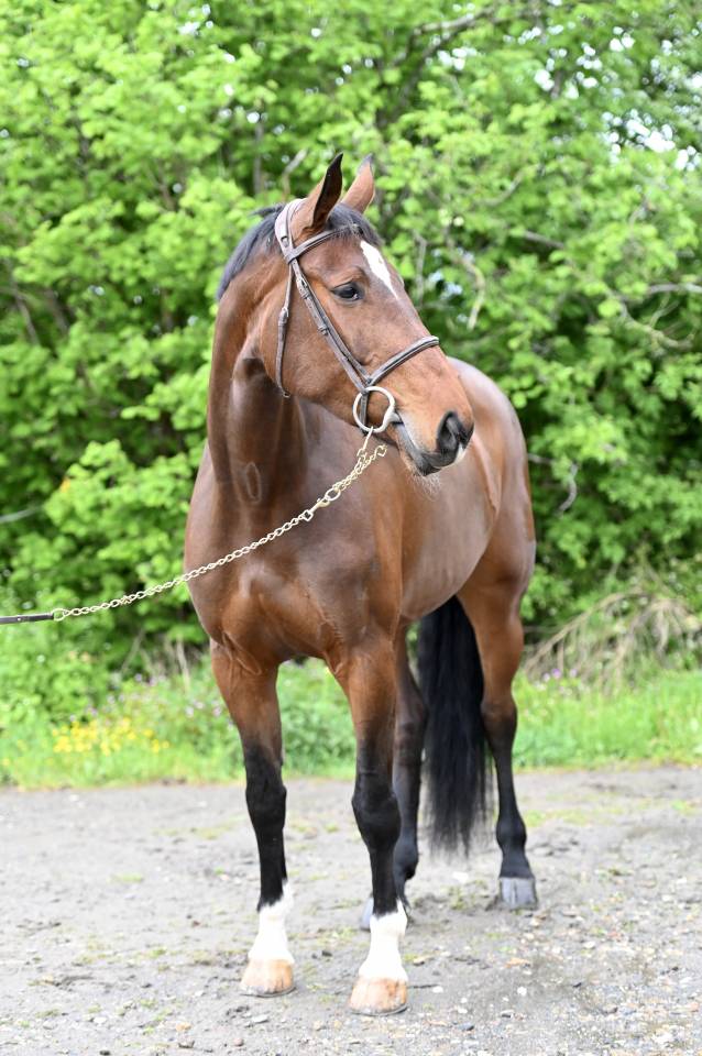 Merrie Zangersheide Te koop 2018 Donker bruin / bai ,  RICHEBOURG