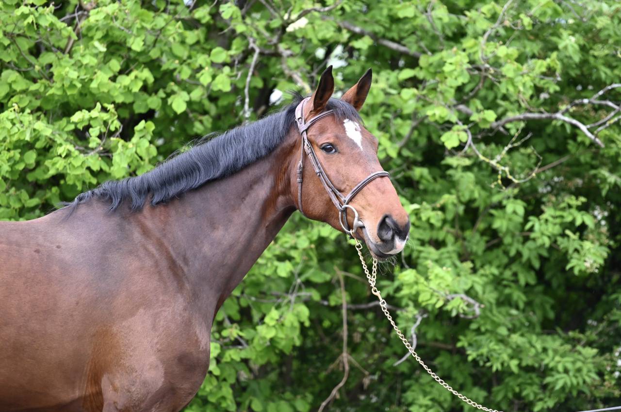 Merrie Zangersheide Te koop 2018 Donker bruin / bai ,  RICHEBOURG