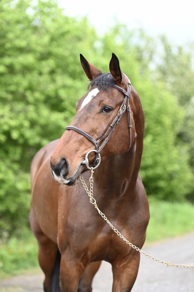 Merrie Zangersheide Te koop 2018 Donker bruin / bai ,  RICHEBOURG