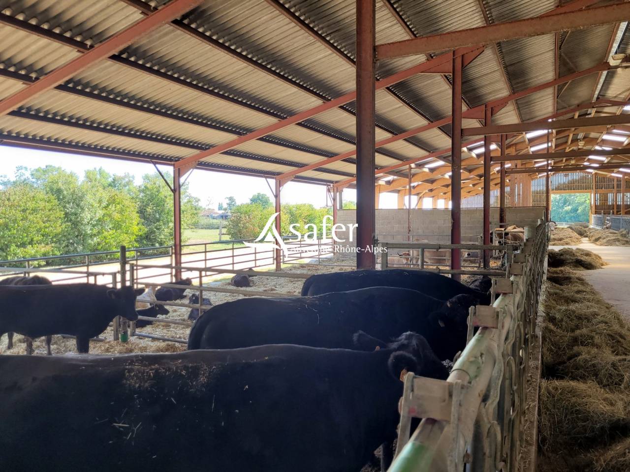 Schapen exploitatie Koop Ain
