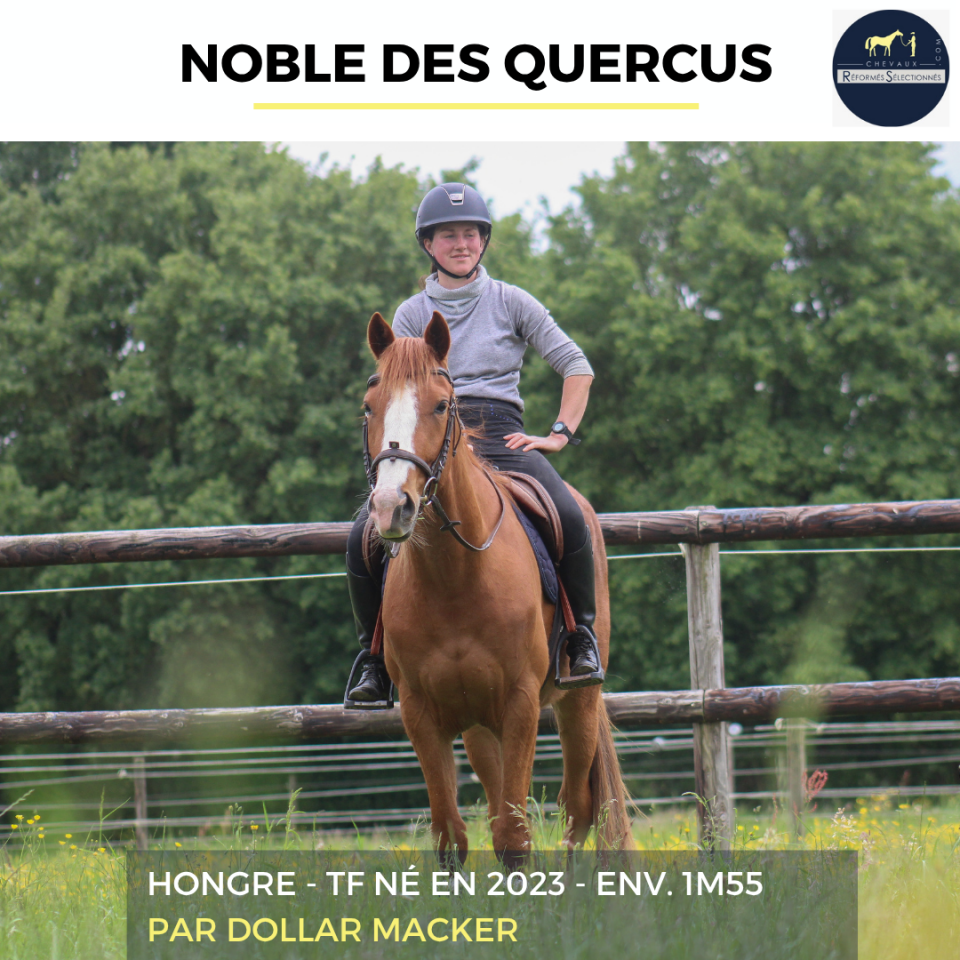 Ruin Franse draver  Te koop 2023 Vos