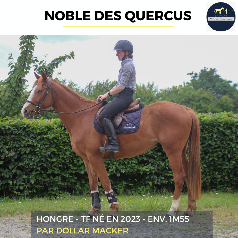 Ruin Franse draver  Te koop 2023 Vos