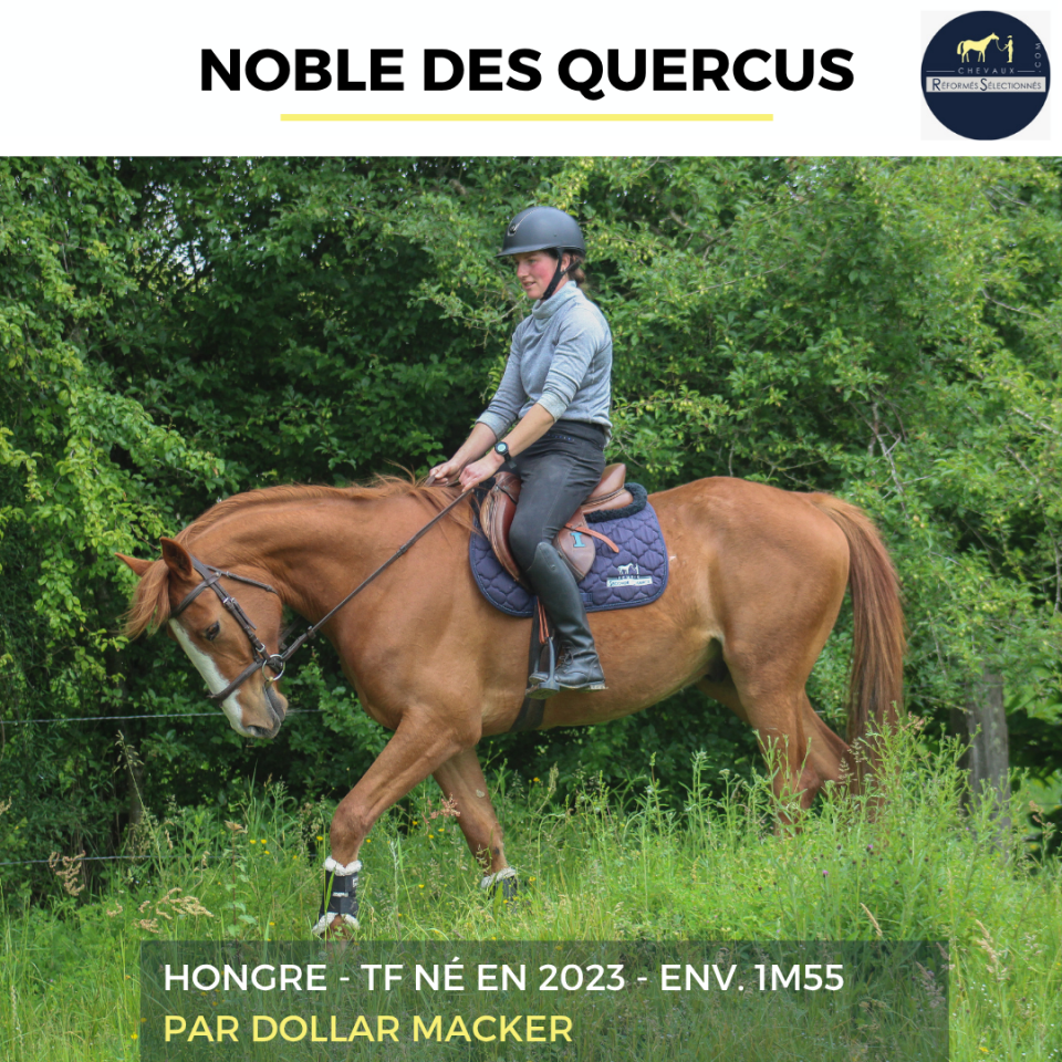 Ruin Franse draver  Te koop 2023 Vos