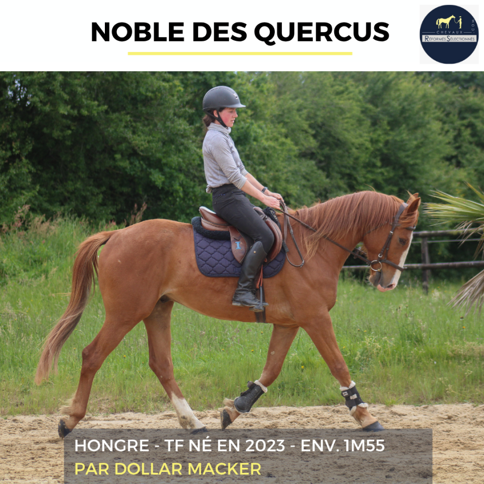 Ruin Franse draver  Te koop 2023 Vos