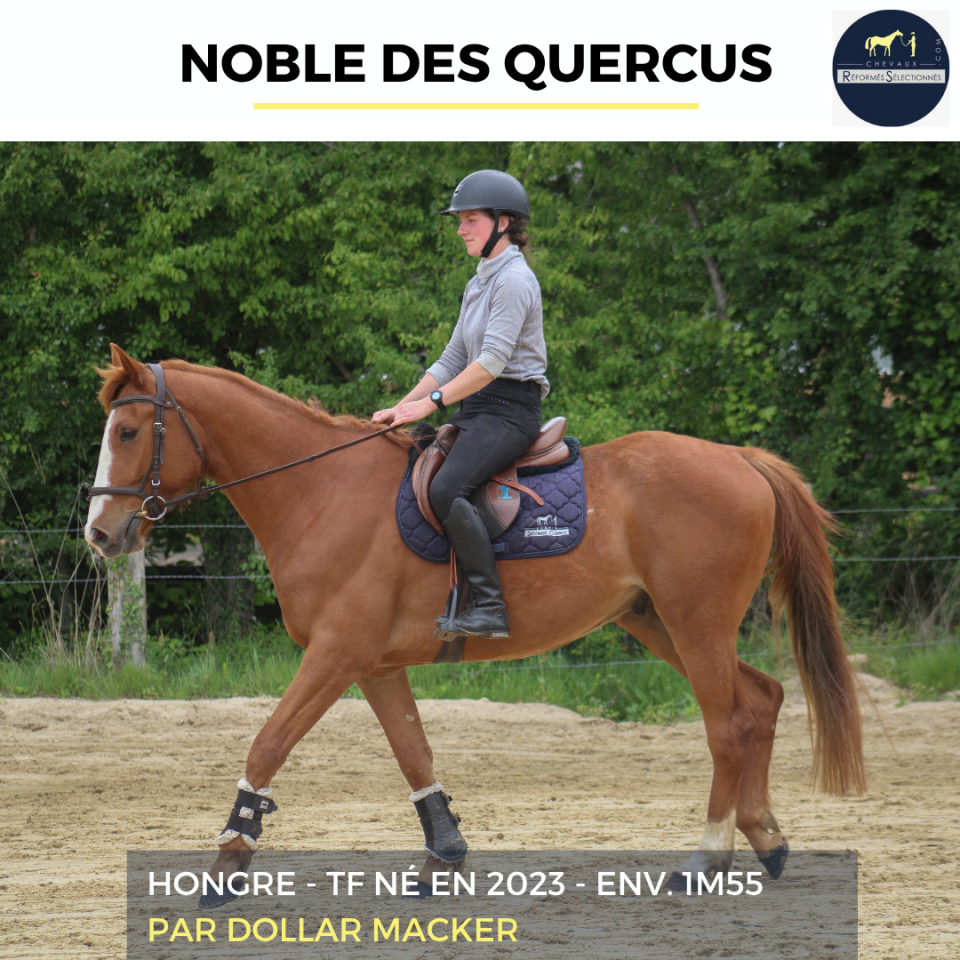 Ruin Franse draver  Te koop 2023 Vos