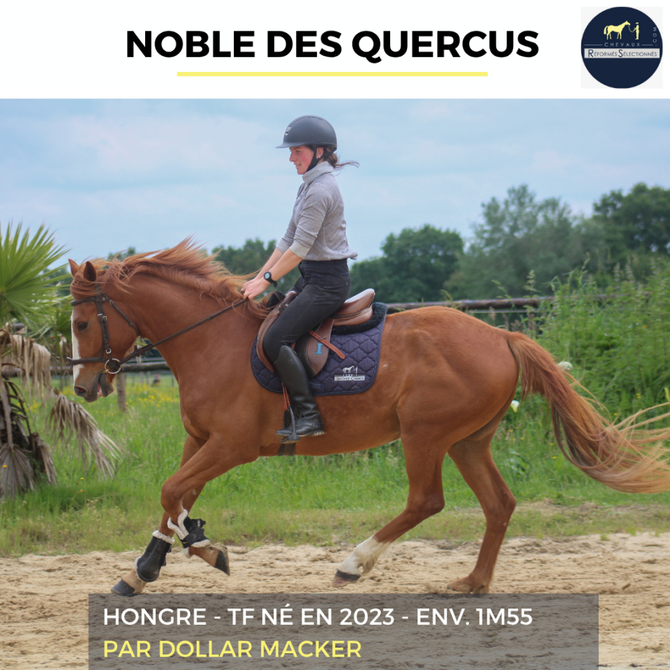 Ruin Franse draver  Te koop 2023 Vos
