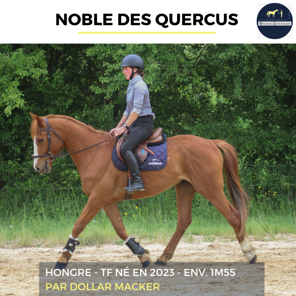 Ruin Franse draver  Te koop 2023 Vos