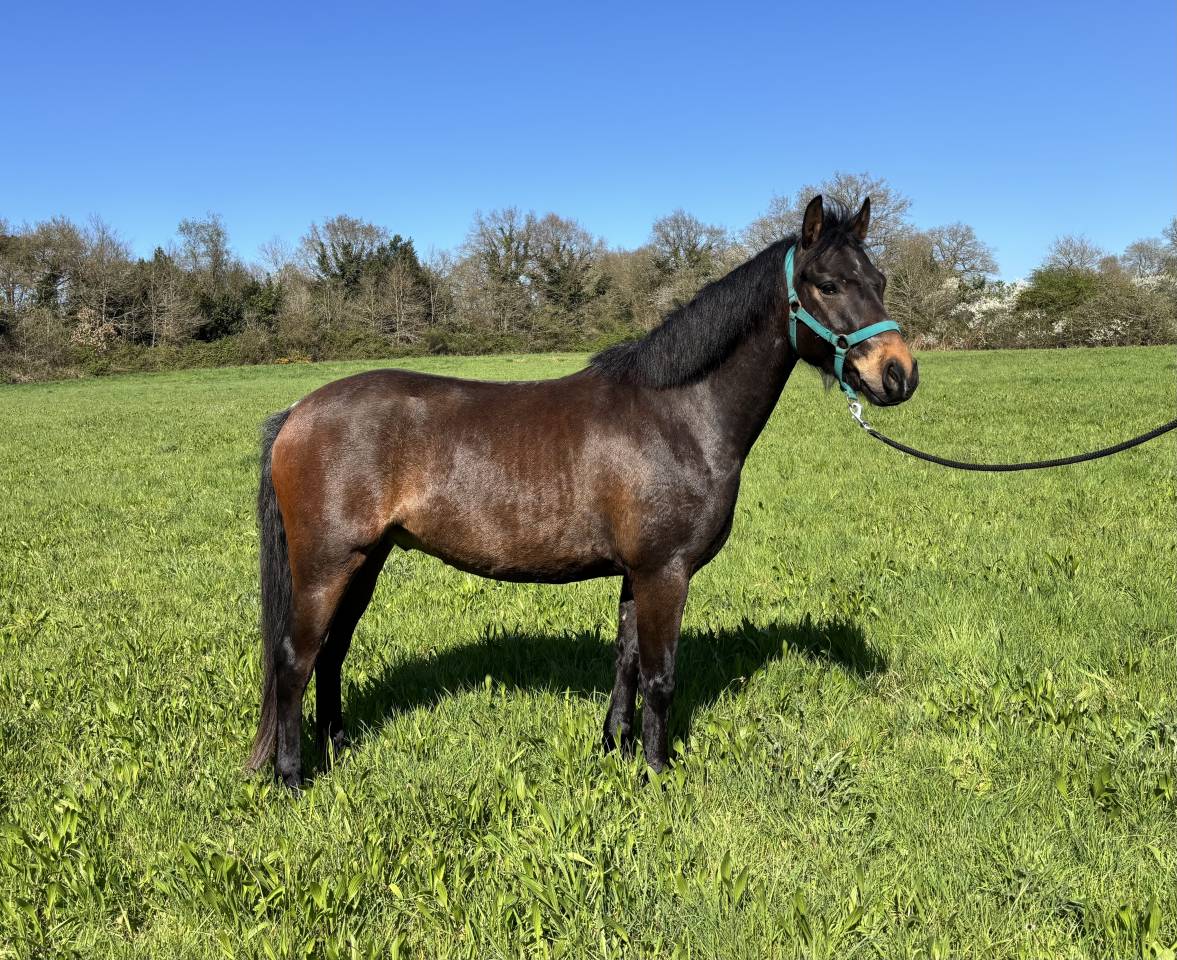Ruin Franse rijpony PFS Te koop 2022 Donker bruin / bai