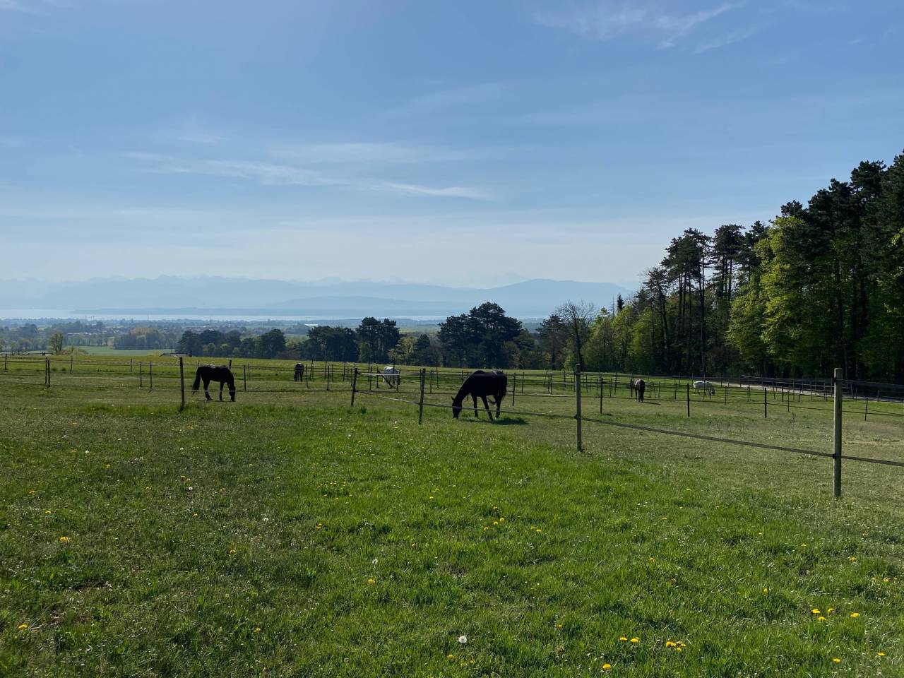 Manager, Stal - Vast contract onbepaalde tijd Voltijds - Vaud Zwitserland