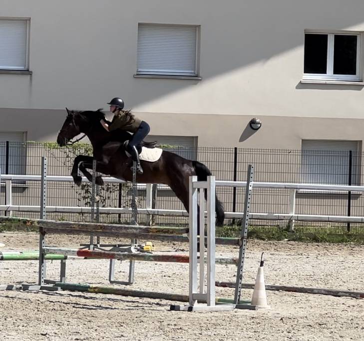 Ruin Selle Fran&ccedil;ais Te koop 2015 Donker bruin / bai ,  Ulmar mail