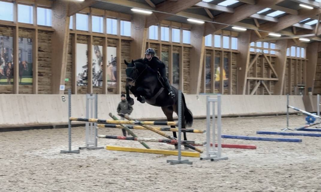 Ruin Selle Fran&ccedil;ais Te koop 2015 Donker bruin / bai ,  Ulmar mail