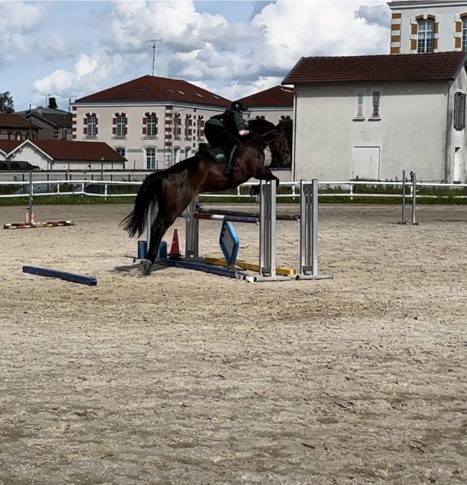 Ruin Selle Fran&ccedil;ais Te koop 2015 Donker bruin / bai ,  Ulmar mail