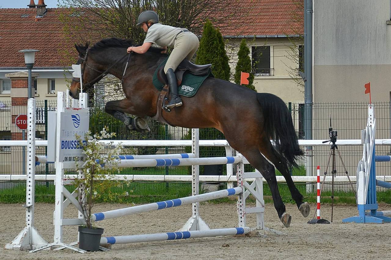 Ruin Selle Fran&ccedil;ais Te koop 2015 Donker bruin / bai ,  Ulmar mail