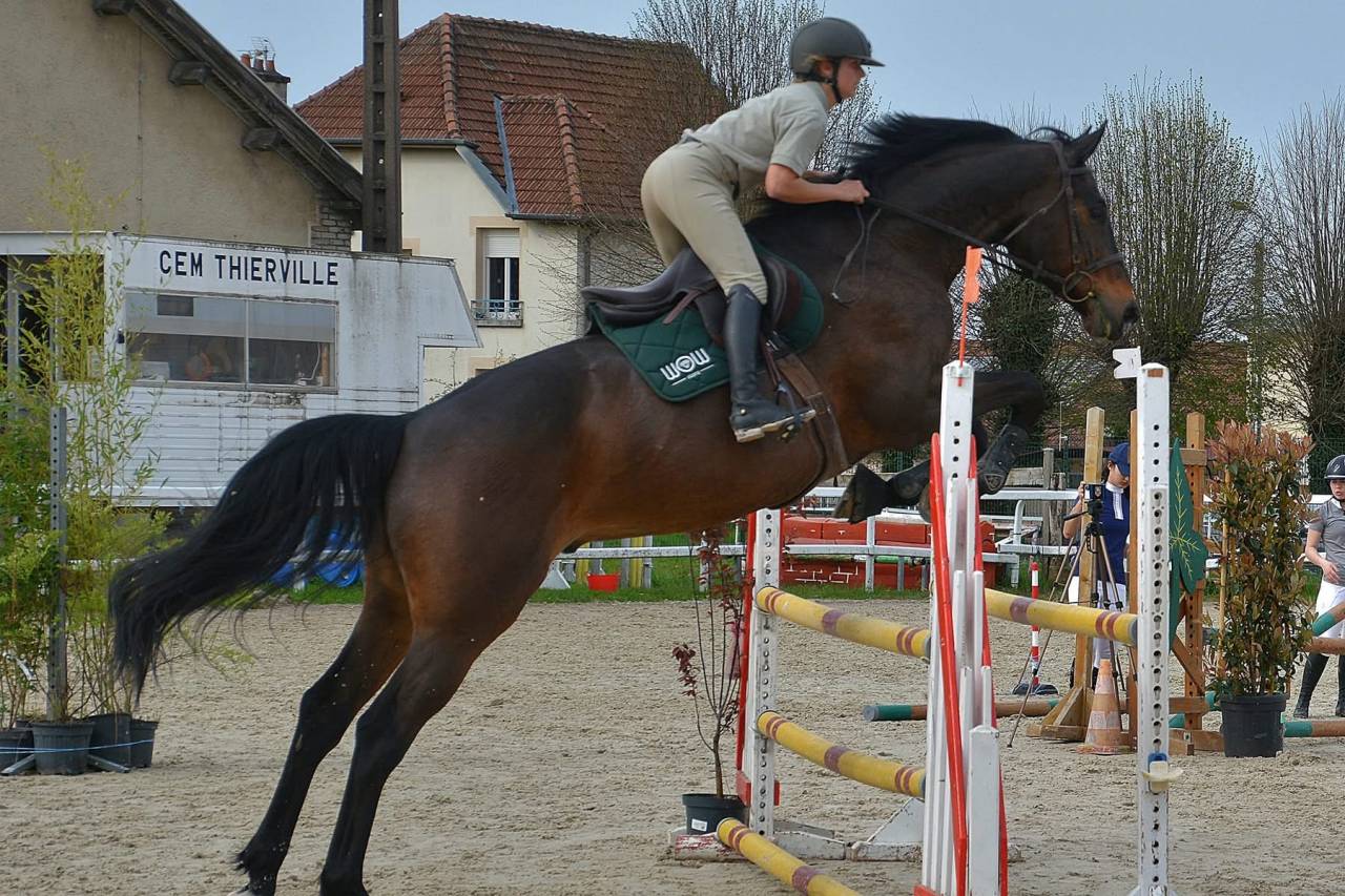 Ruin Selle Fran&ccedil;ais Te koop 2015 Donker bruin / bai ,  Ulmar mail