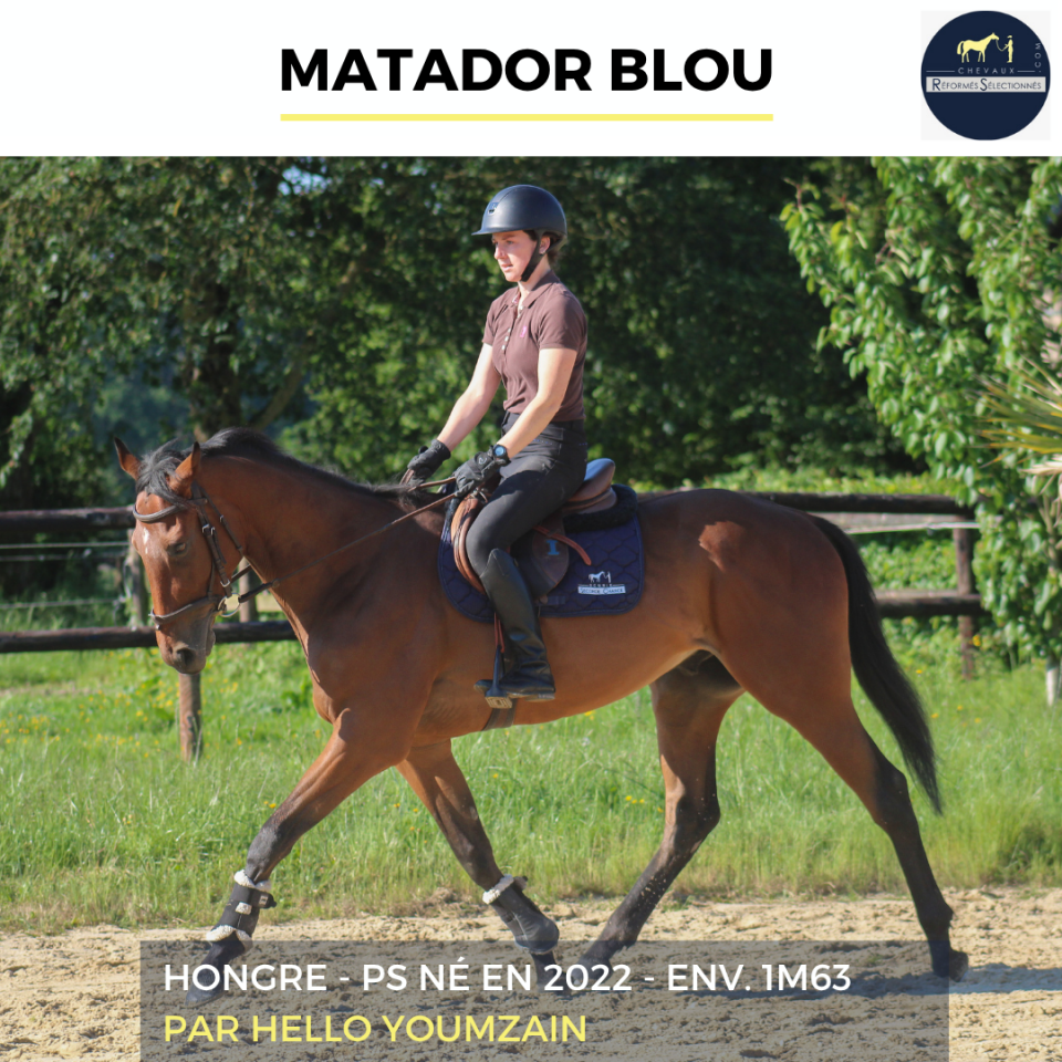 Ruin Volbloed Te koop 2022 Donker bruin / bai