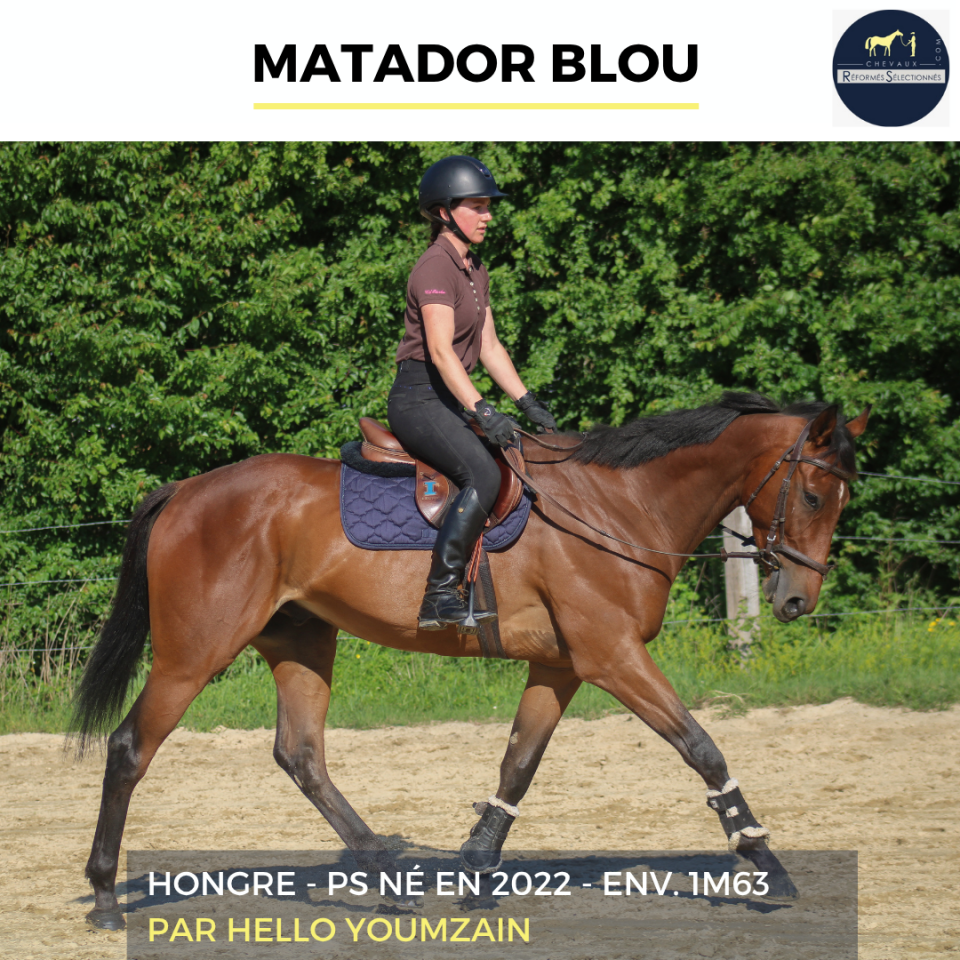 Ruin Volbloed Te koop 2022 Donker bruin / bai