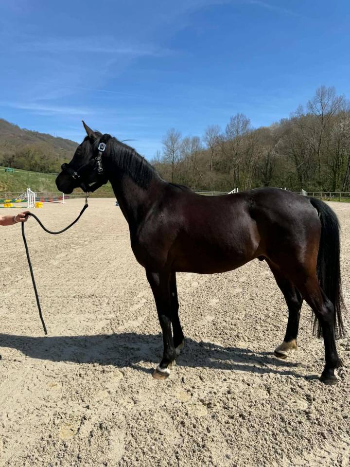 Ruin Andere pony rassen Te koop 2021 Bruin / Bai