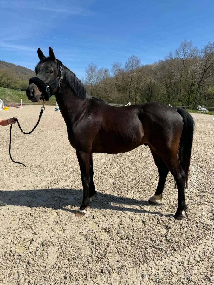 Ruin Andere pony rassen Te koop 2021 Bruin / Bai