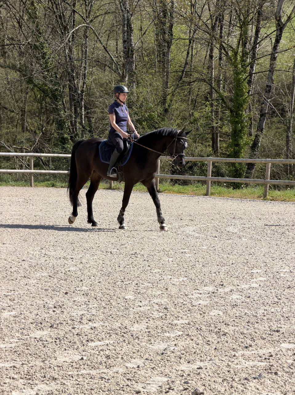 Ruin Andere pony rassen Te koop 2021 Bruin / Bai