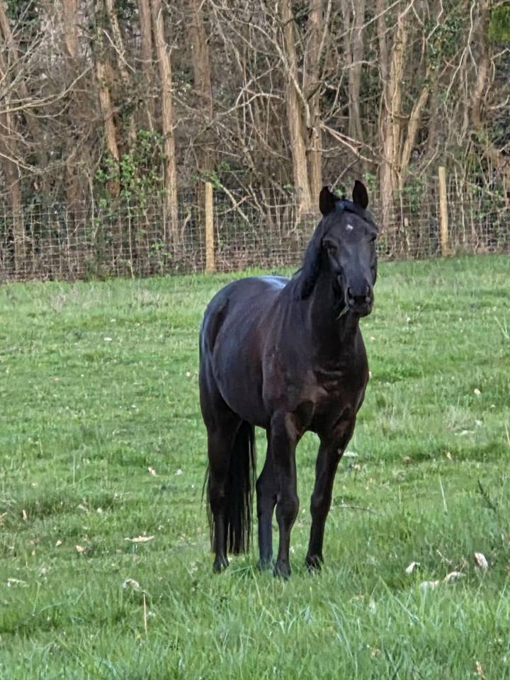 Ruin Andere pony rassen Te koop 2021 Bruin / Bai