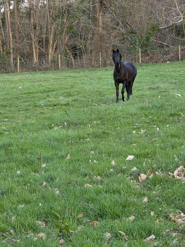 Ruin Andere pony rassen Te koop 2021 Bruin / Bai