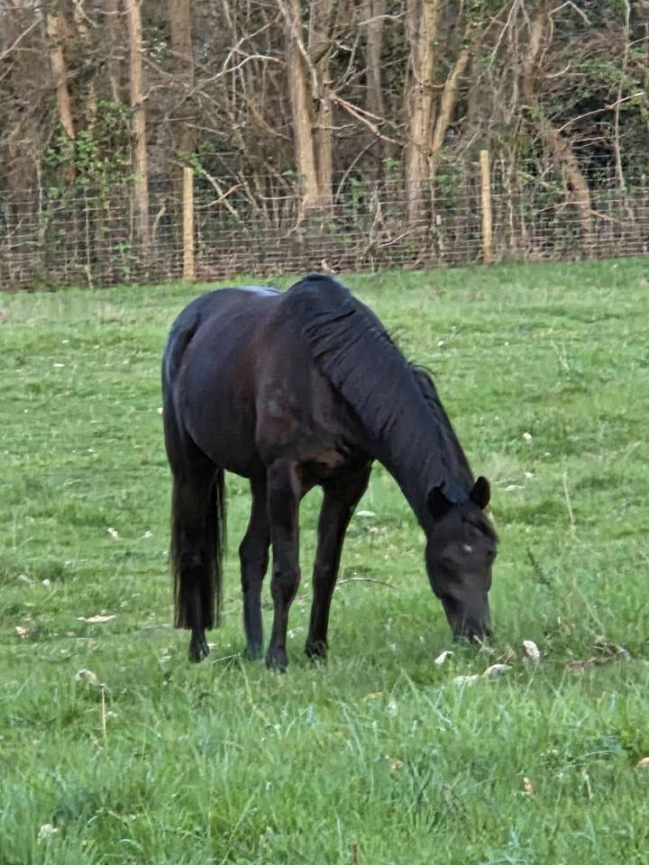Ruin Andere pony rassen Te koop 2021 Bruin / Bai