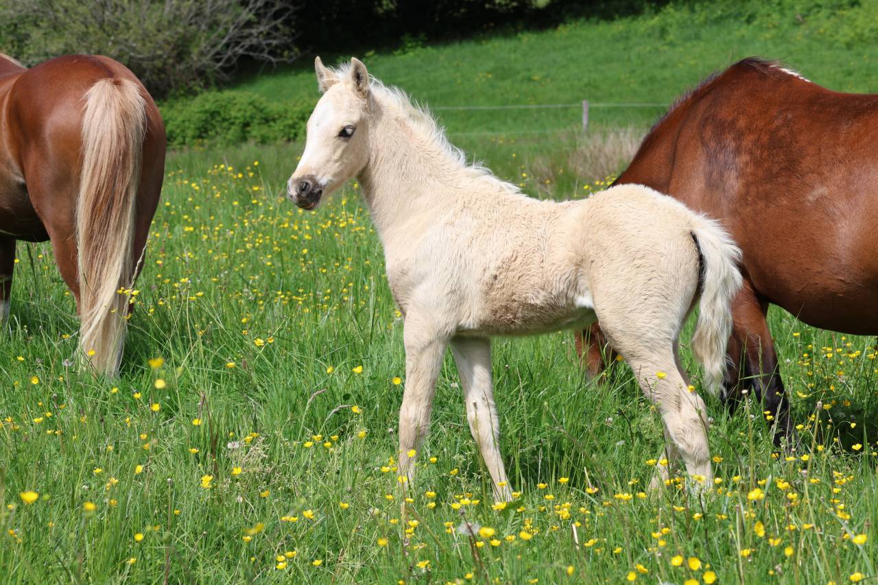 Veulen (ml) Welsh Pony (Section B) Te koop 2026 Palomino ,  WAXWING ORATOR