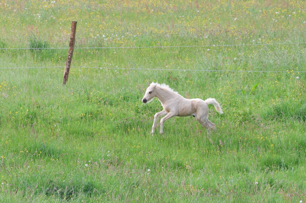 Veulen (ml) Welsh Pony (Section B) Te koop 2026 Palomino ,  WAXWING ORATOR