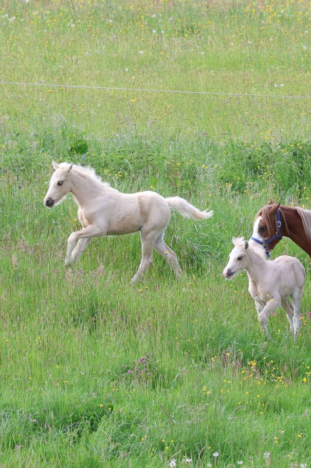 Veulen (ml) Welsh Pony (Section B) Te koop 2026 Palomino ,  WAXWING ORATOR