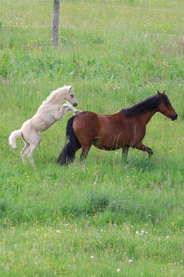 Veulen (ml) Welsh Pony (Section B) Te koop 2026 Palomino ,  WAXWING ORATOR