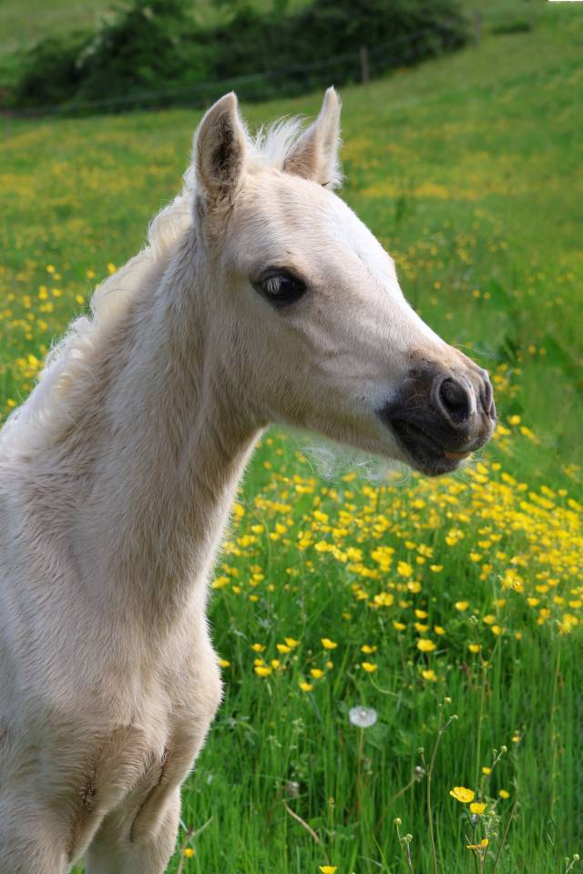 Veulen (ml) Welsh Pony (Section B) Te koop 2026 Palomino ,  WAXWING ORATOR