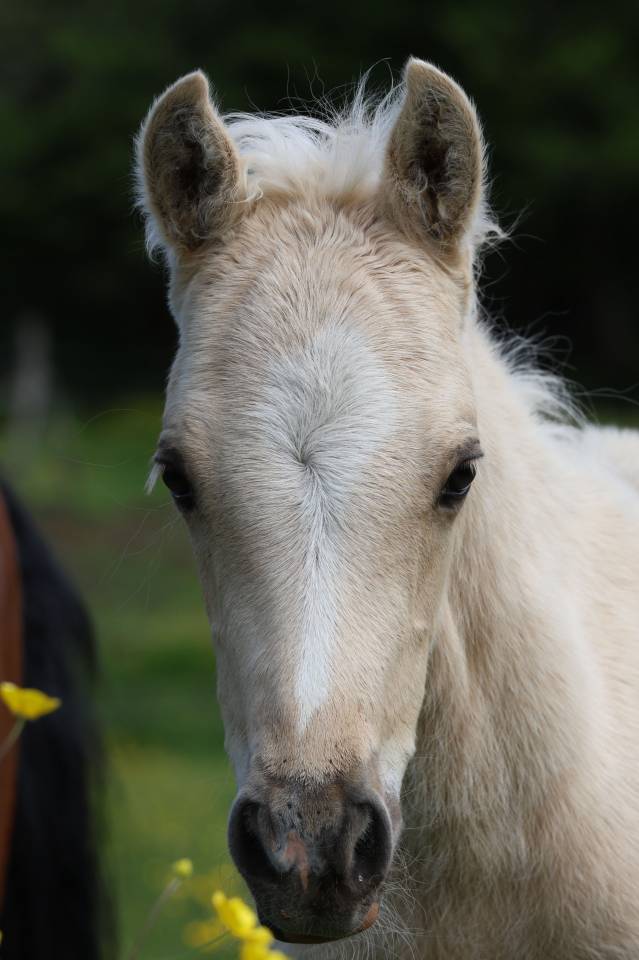 Veulen (ml) Welsh Pony (Section B) Te koop 2026 Palomino ,  WAXWING ORATOR