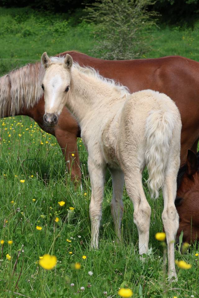 Veulen (ml) Welsh Pony (Section B) Te koop 2026 Palomino ,  WAXWING ORATOR