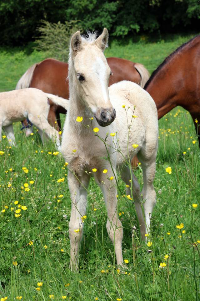 Veulen (ml) Welsh Pony (Section B) Te koop 2026 Palomino ,  WAXWING ORATOR