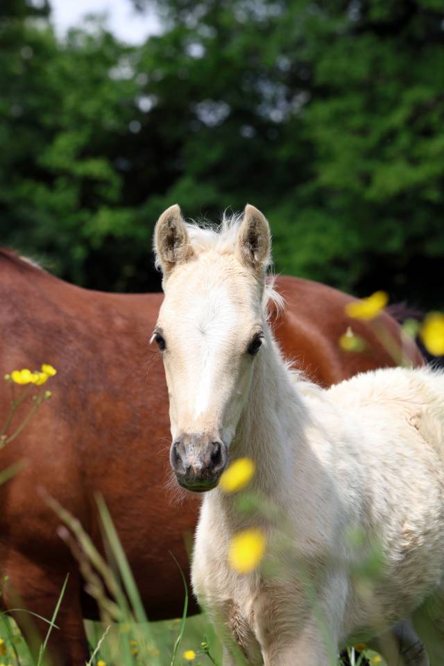 Veulen (ml) Welsh Pony (Section B) Te koop 2026 Palomino ,  WAXWING ORATOR