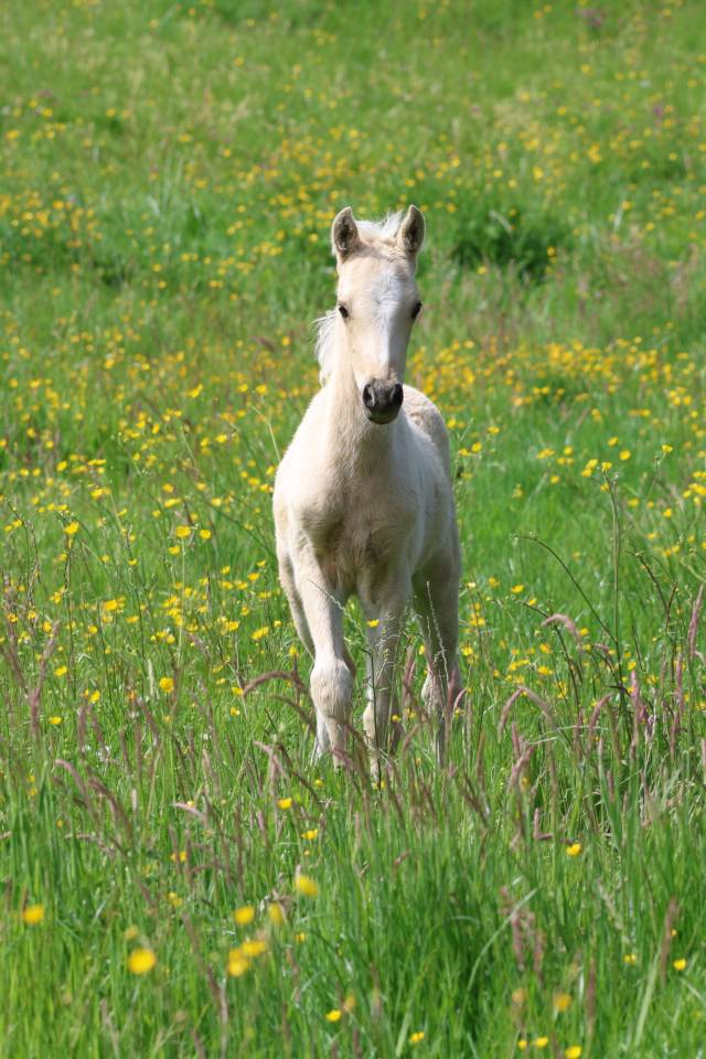 Veulen (ml) Welsh Pony (Section B) Te koop 2026 Palomino ,  WAXWING ORATOR
