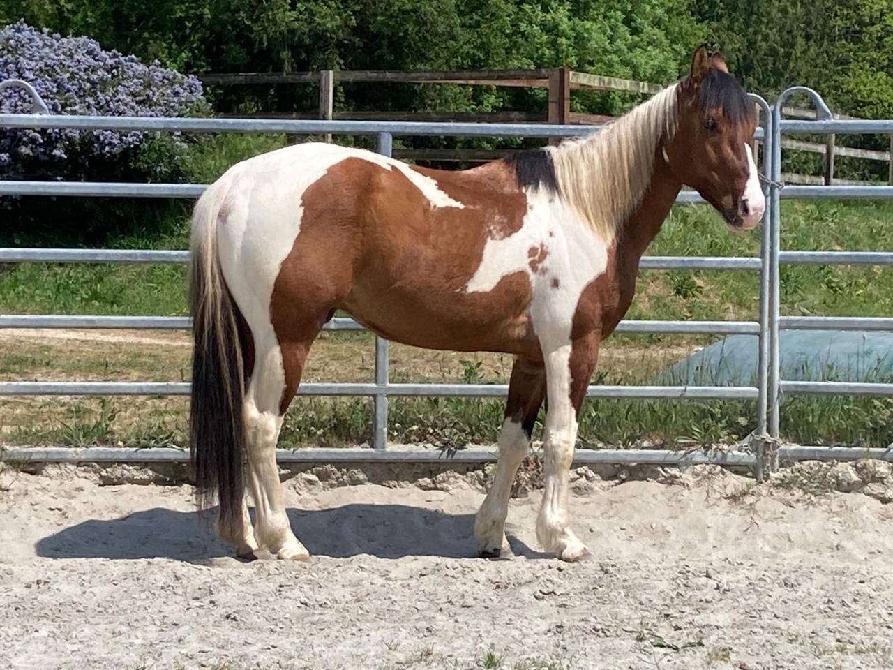Ruin Paint Horse Te koop 2023 Bont