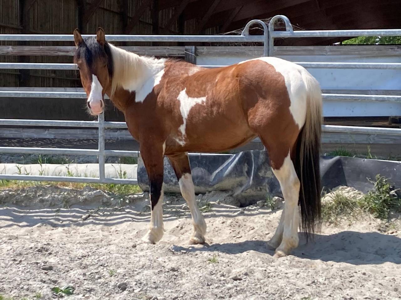 Ruin Paint Horse Te koop 2023 Bont
