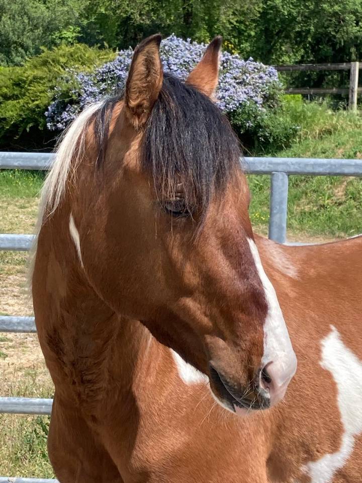 Ruin Paint Horse Te koop 2023 Bont